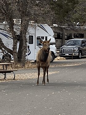 Elk at Trailer Village Campground