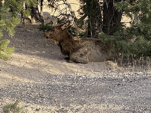 Elk at Kaibab Trailhead
