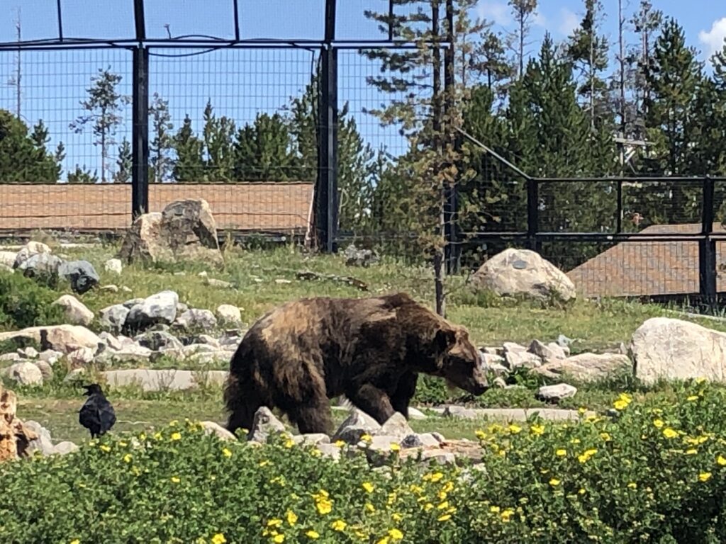 Bear at Grizzly Discovery Center