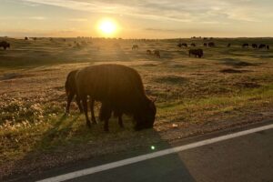 Stunning Theodore Roosevelt NPS & More in ND