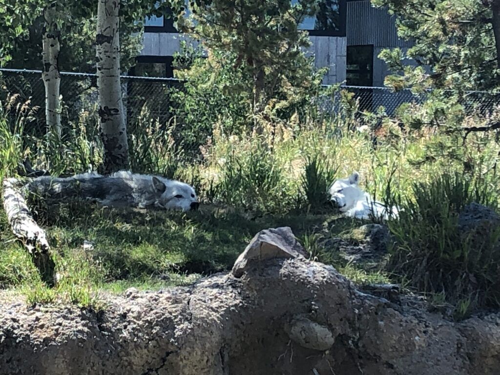 Wolves at Grizzly Discovery Center