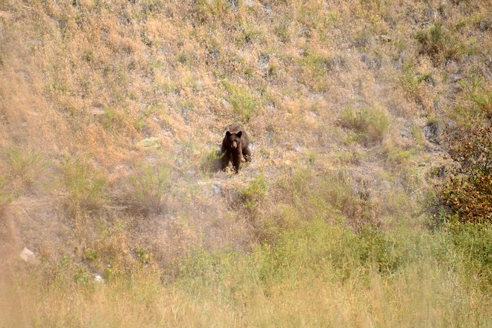 Bear at National Bison Range