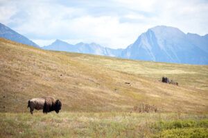 National Bison Range & More in Remarkable Montana