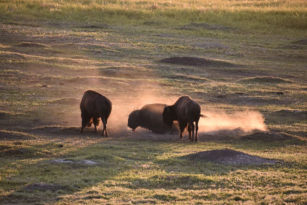 Bison Scuffle Roosevelt NPS South