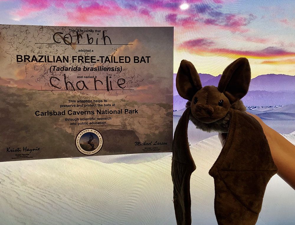 picture of a bat and a certificate