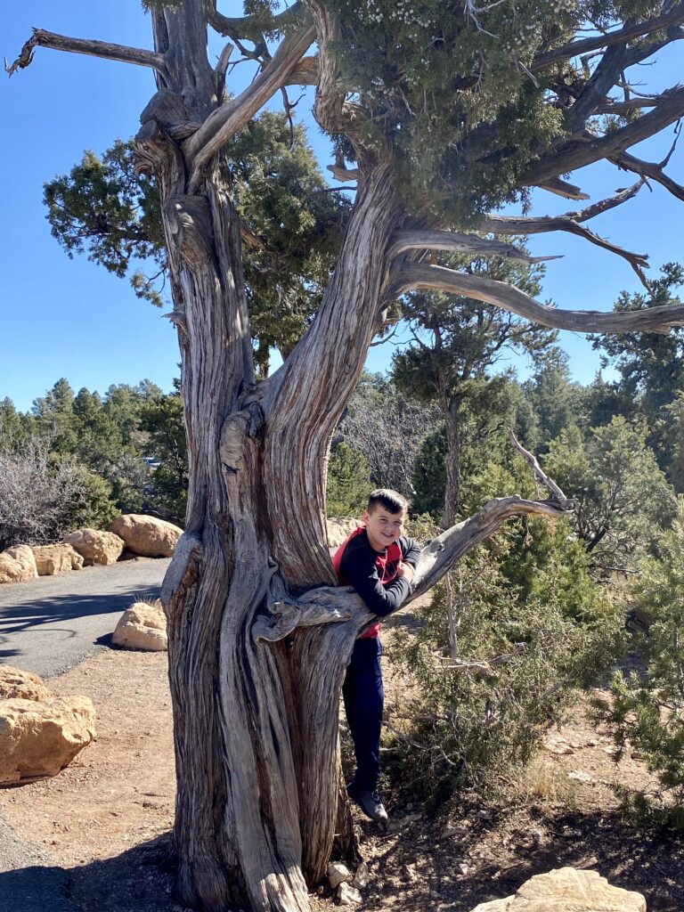 Hanging out in Tree at Grand Canyon