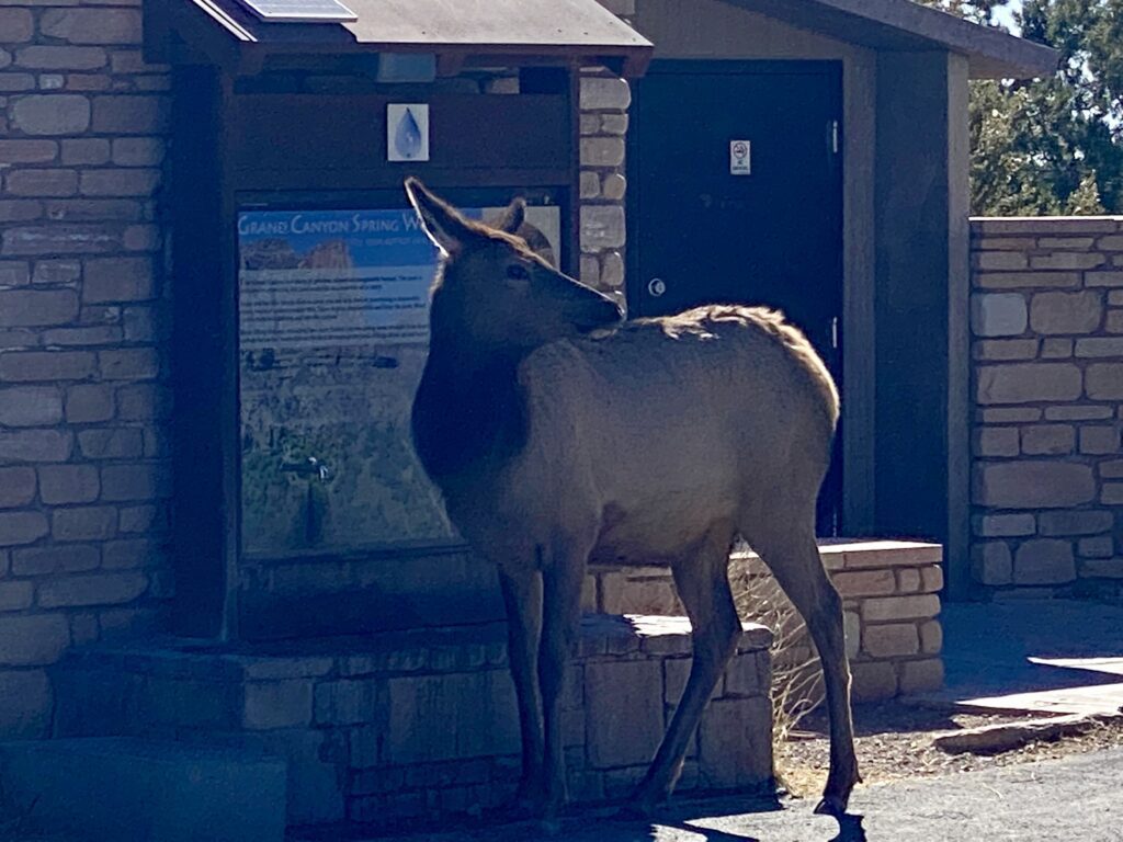 Elk at Hermit's Rest Water Fill Station
