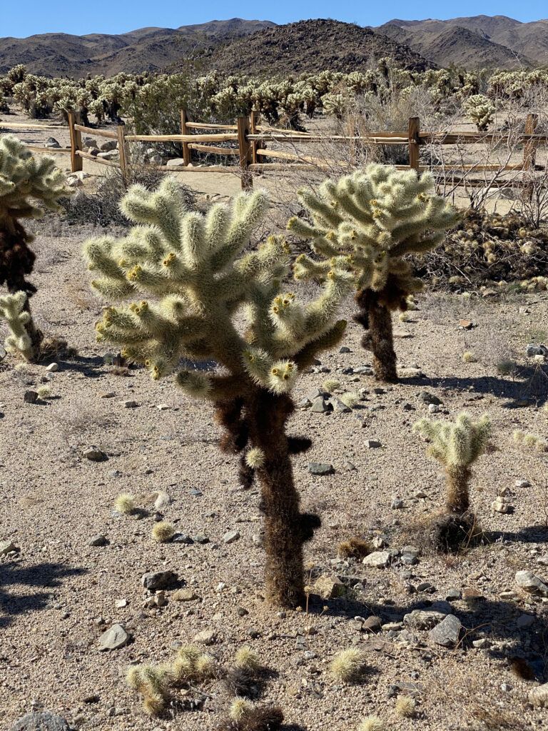 Cholla Cactus Garden