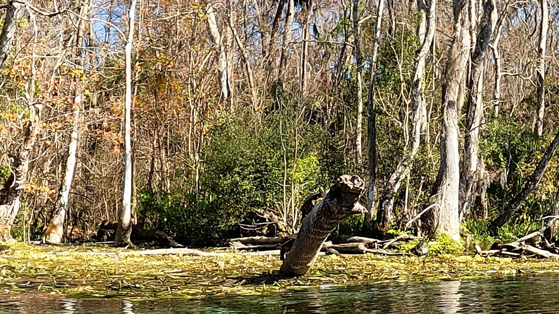 turtles get up and go kayaking silver springs